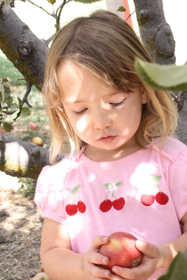 Miss E in an apple orchard, holding and looking at a red apple. She is wearing a pink shirt with three pairs of cherries on the front.