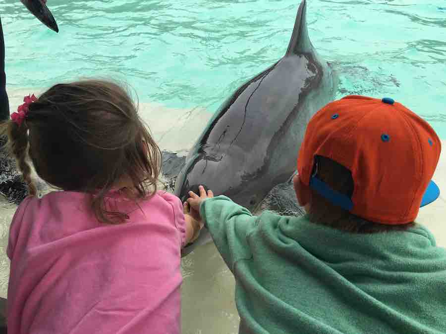 back of girl and boy petting dolphin