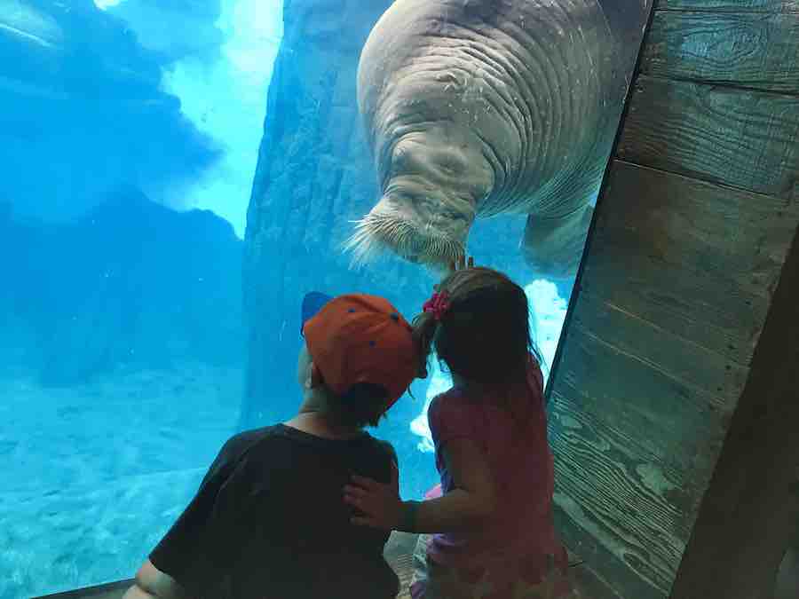 back of two children looking at a manatee, and the manatee checking them out, too