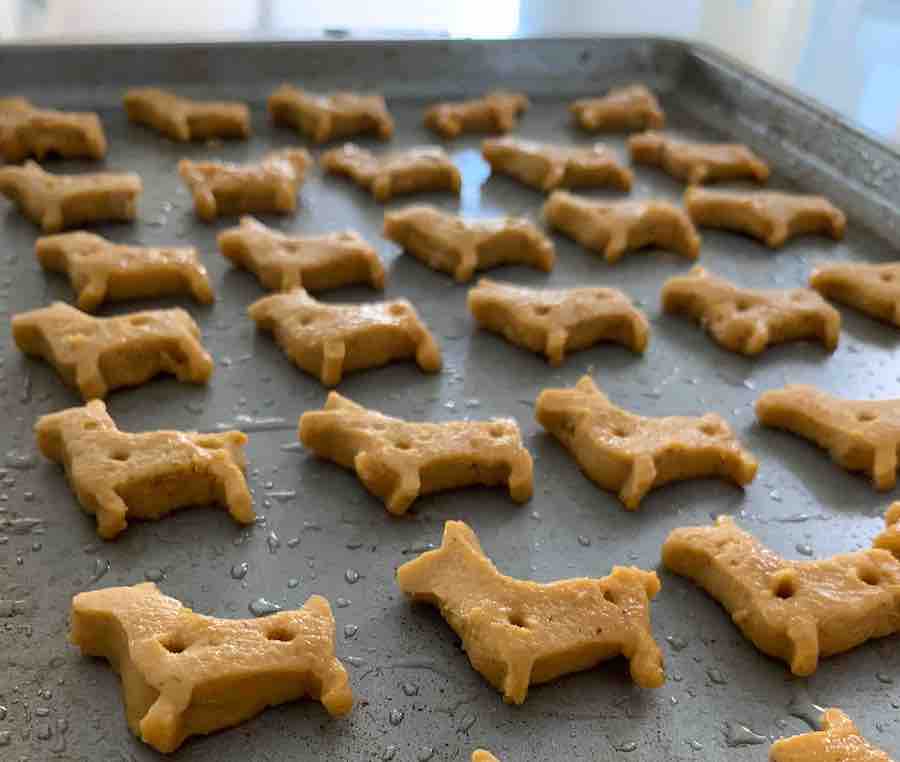 unbaked homemade gluten-free dog treats, each poked with a toothpick to make two holes