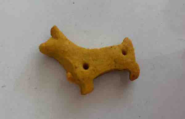one homemade gluten-free dog treat on a counter