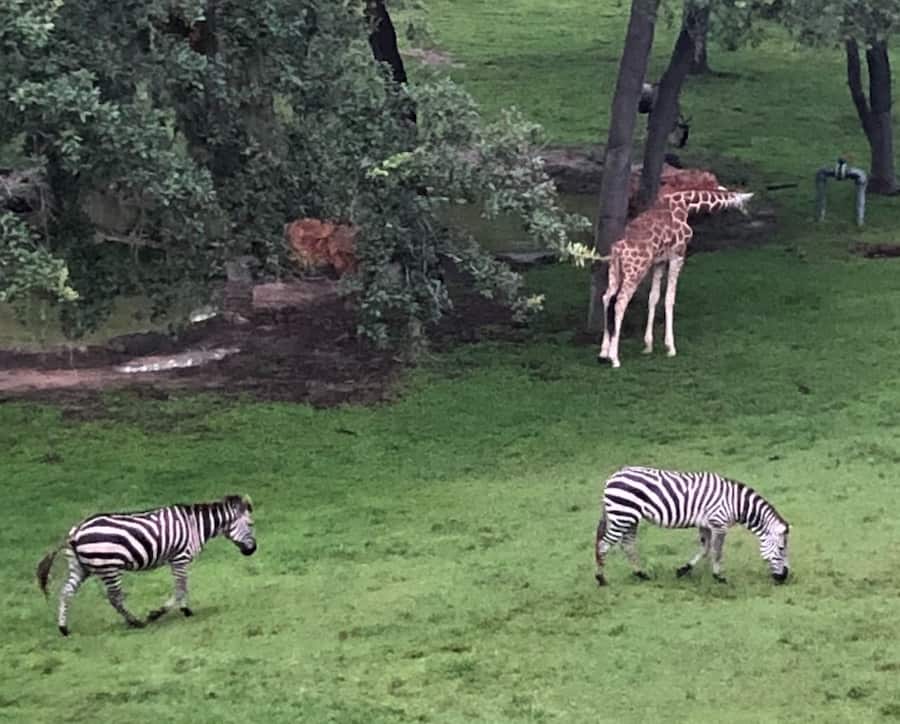 a giraffe and two zebras grazing on the savanna at Disney's Animal Kingdom Lodge