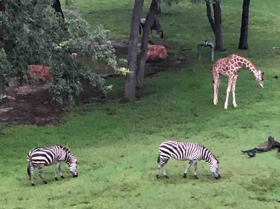 2 zebras and a giraffe grazing on the savanna