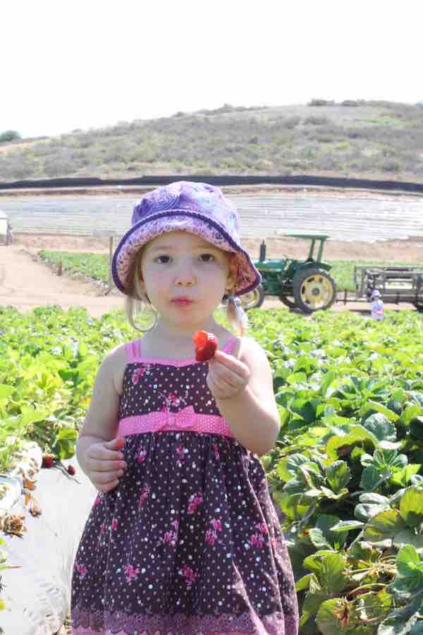Miss E wearing a dress and purple sun hat, eating a strawberry out in the strawberry field, tractor in the background