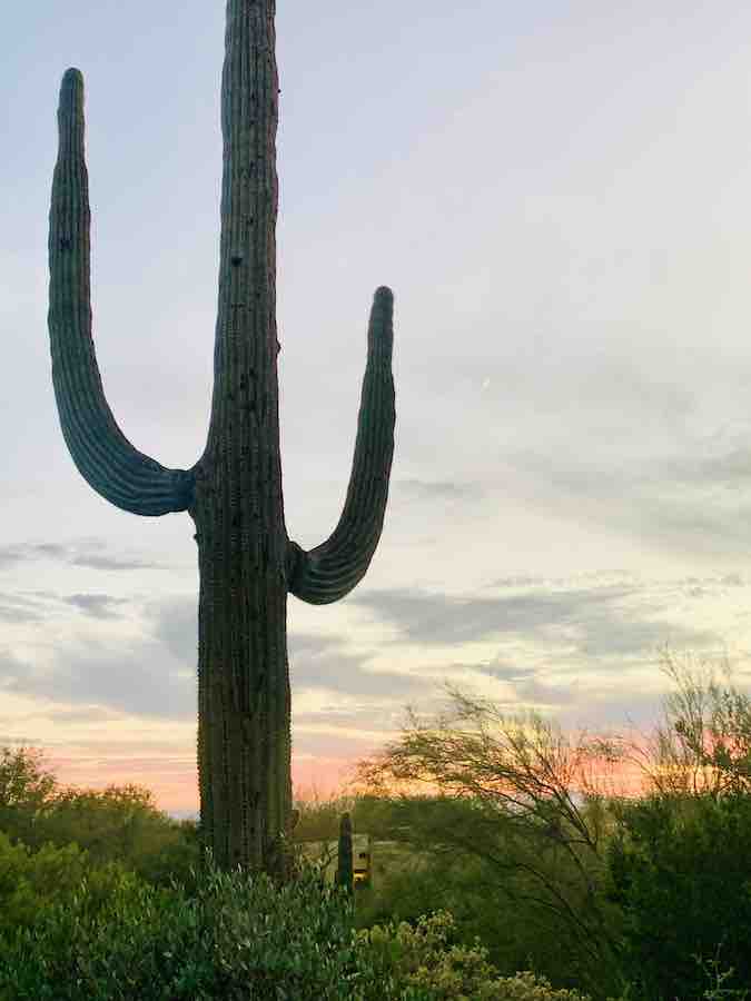 a cactus with the sunset and sky in the background