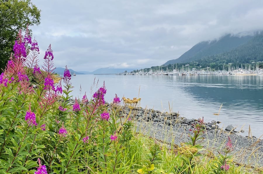 view of the water in Sitka with pink "fireweed" in the foreground