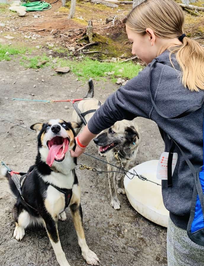 Miss E petting an Alaskan Husky, with it's tongue hanging out the side of its mouth